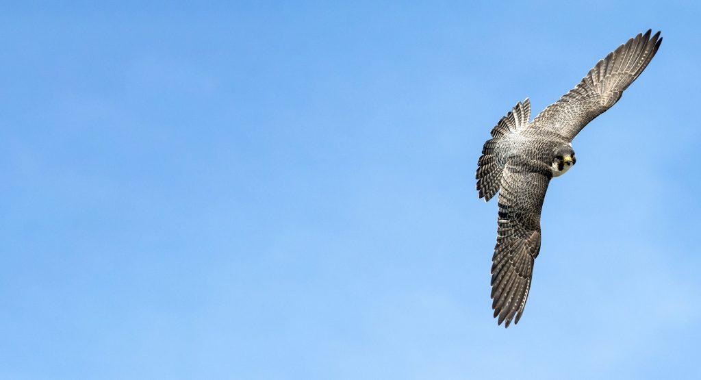 Peregrine Falcon in flight