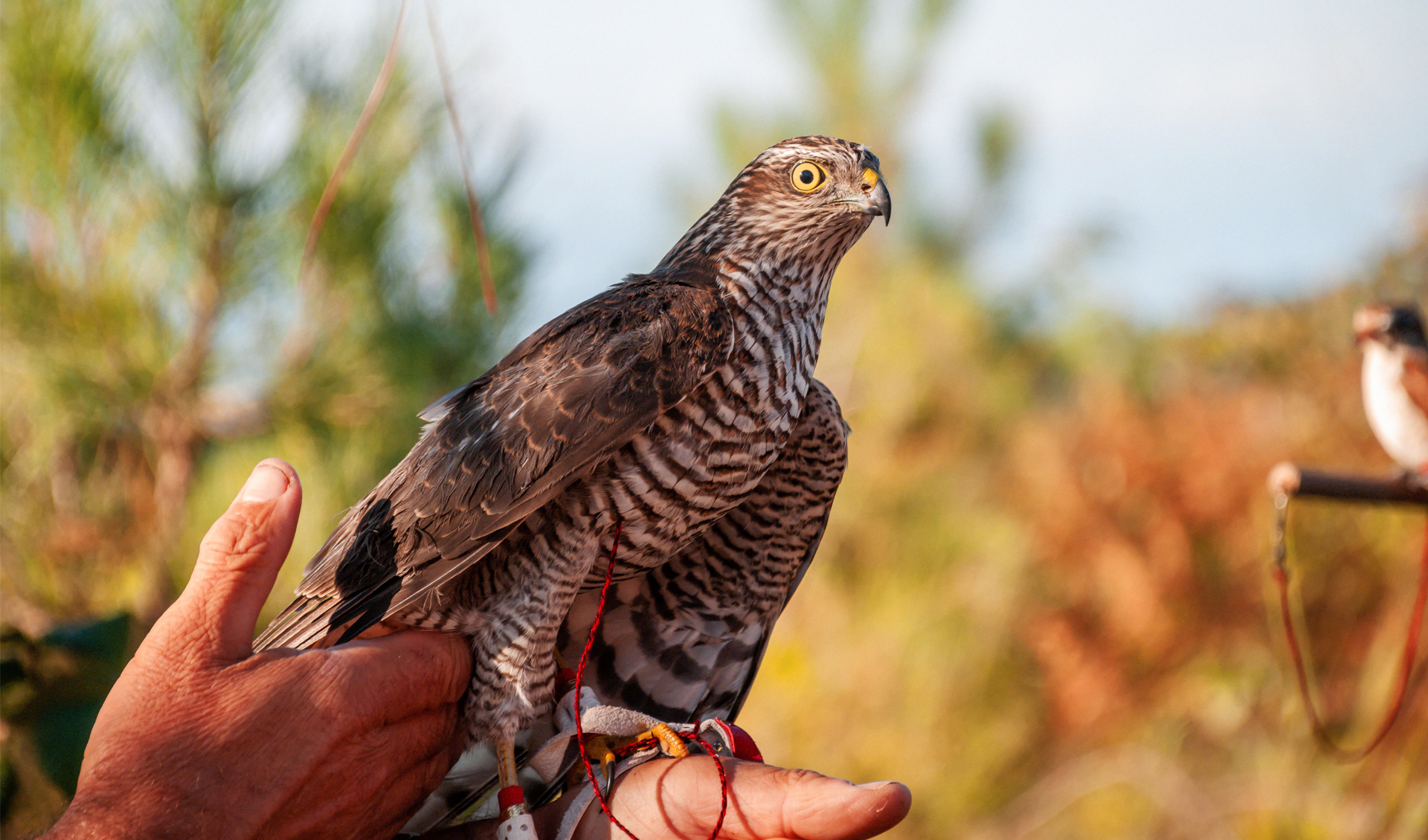 Turkish Falconry